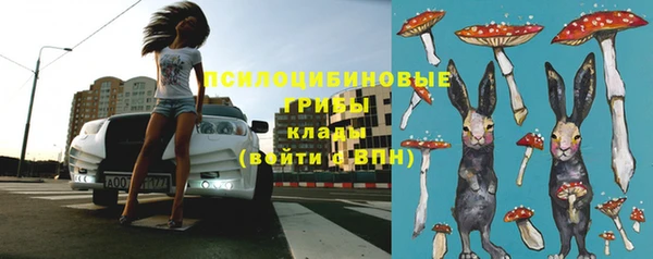 прущие грибы Елизово